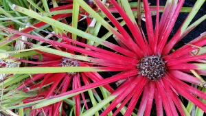 Fasicularia bicolor or pineapple plant Western Plant Nursery