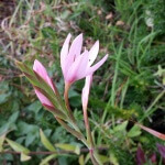 Schizostylis or Kaffir lily Western Plant Nursery