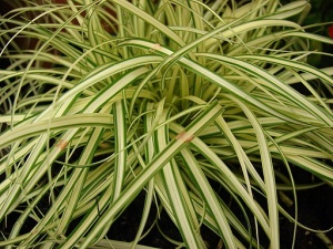 Carex evergold, evergreen grass, ideal for hanging baskets and tubs. Western Plant Nursery Sligo