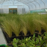 Propagation tunnel, newly potted on ornamental grasses. Western Plant Nursery, Sligo