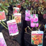 Roses in variety, climbing roses. floribunda and hybrid Teas. Western Plant Nursery, Sligo