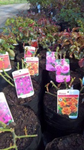 Roses in variety, climbing roses. floribunda and hybrid Teas. Western Plant Nursery, Sligo