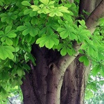 Horse chestnut tree, Aesculus hippocastanum Western Plant Nursery, Sligo