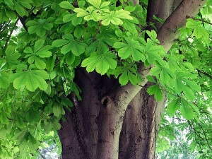 Horse chestnut tree, Aesculus hippocastanum Western Plant Nursery, Sligo