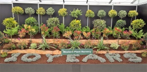 Selection of Astelia, Pieris, Euonymus and Dryopteris, create a bright display in the Flower and Nursery Pavilion Bloom 2016. Western Plant Nursery, Sligo