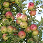 Apple trees (Malus) full of late summer and early autumn fruit. . Western Plant Nursery, Sligo