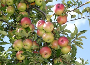 Apple trees (Malus) full of late summer and early autumn fruit. . Western Plant Nursery, Sligo