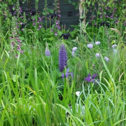 Lupins, Digitalis (foxgloves), Iris, Yeats Garden, Bloom 2015. Western Plant Nursery, Sligo