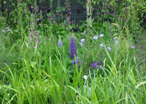 Lupins, Digitalis (foxgloves), Iris, Yeats Garden, Bloom 2015. Western Plant Nursery, Sligo