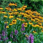 Beautiful herbaceous border. Western Plant Nursery, Sligo