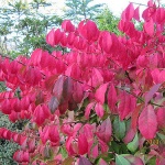 Euonymus alatus compactus Autumn colour on the compact spindle tree Western Plant Nursery