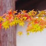 Japanese Maple Red Fall Autumn Foliage Beautiful Western Plant Nursery