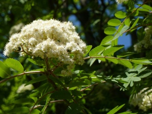 Mountain Ash